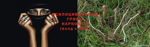 ПСИЛОЦИБИНОВЫЕ ГРИБЫ Богданович
